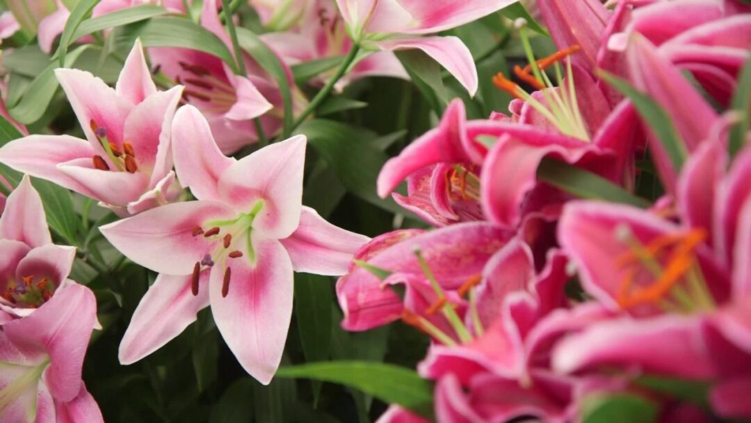 Hardy Pink Lily - Image 2