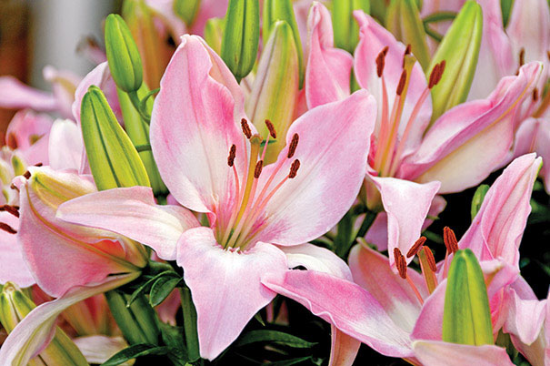 Hardy Pink Lily - Image 3