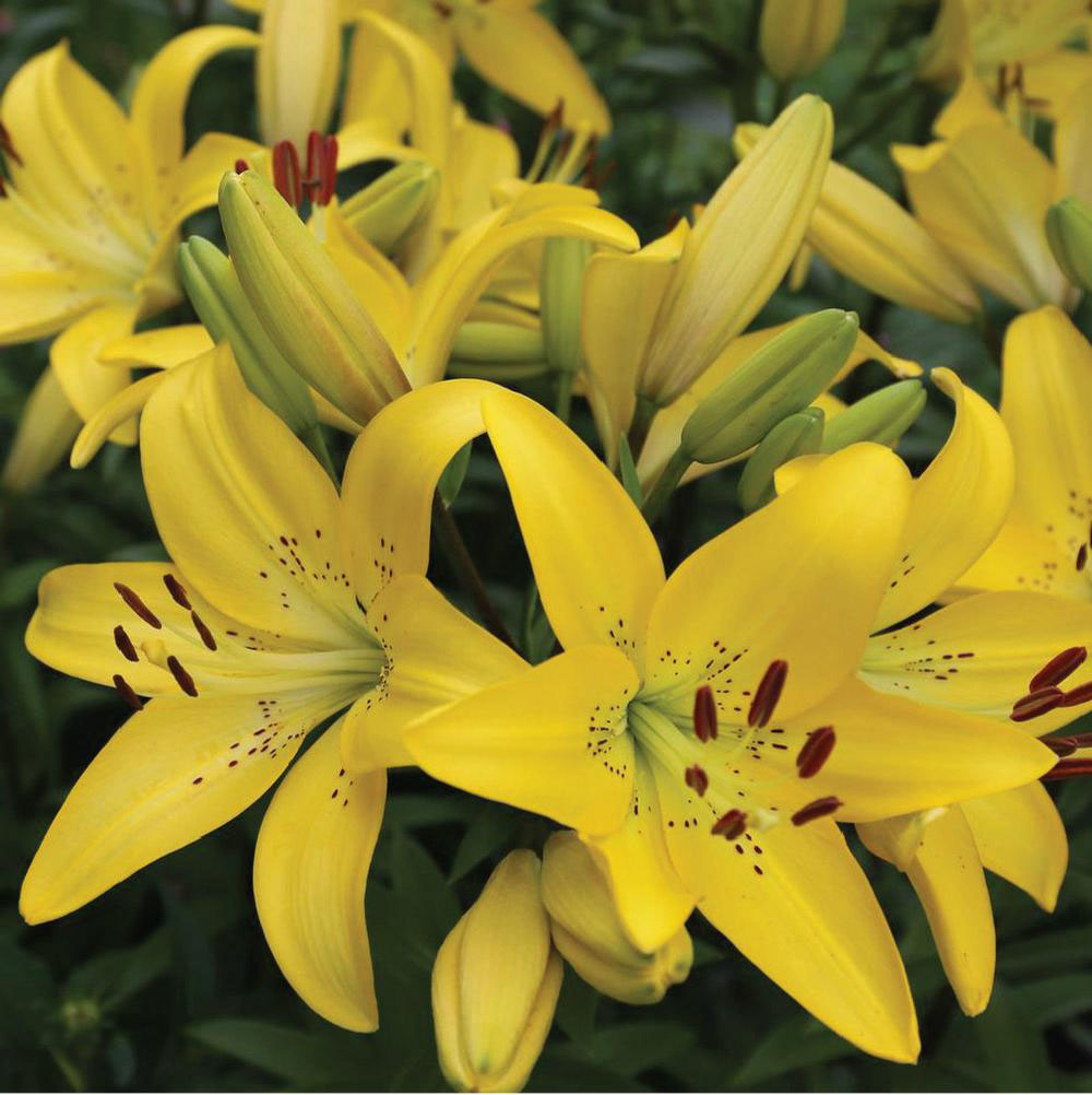 Hardy Yellow Lily - Image 2