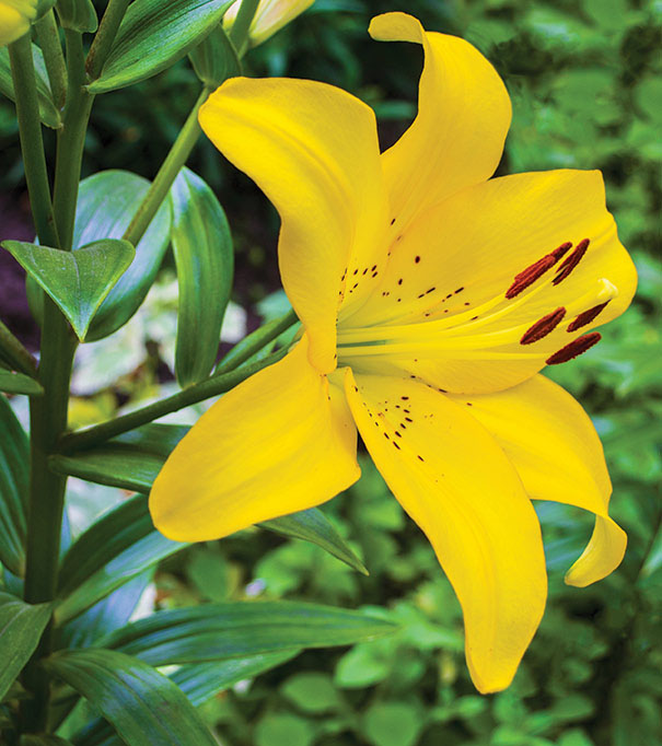 Hardy Yellow Lily - Image 3
