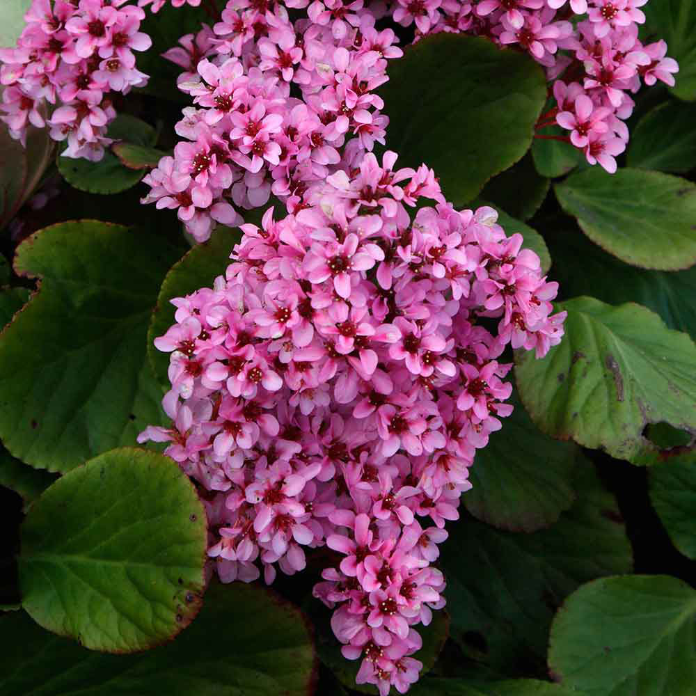 Heartleaf Bergenia - Image 2
