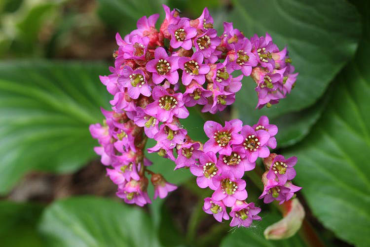 Heartleaf Bergenia - Image 3