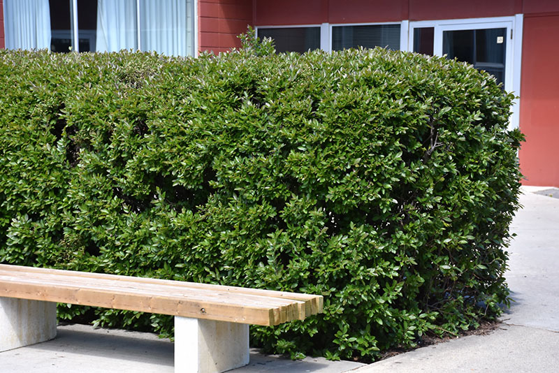 Hedge Cotoneaster - Image 2