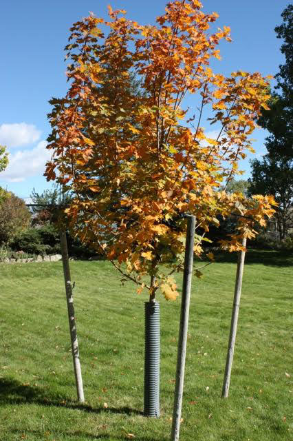Helena Maple - Image 2