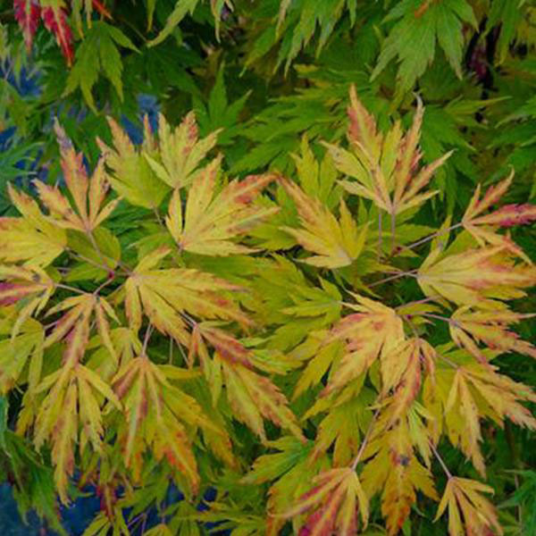 Helena Maple - Image 3