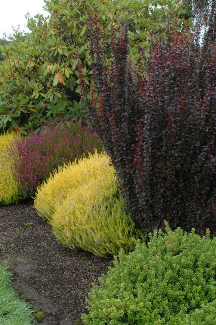 Helmond Pillar Japanese Barberry - Image 2