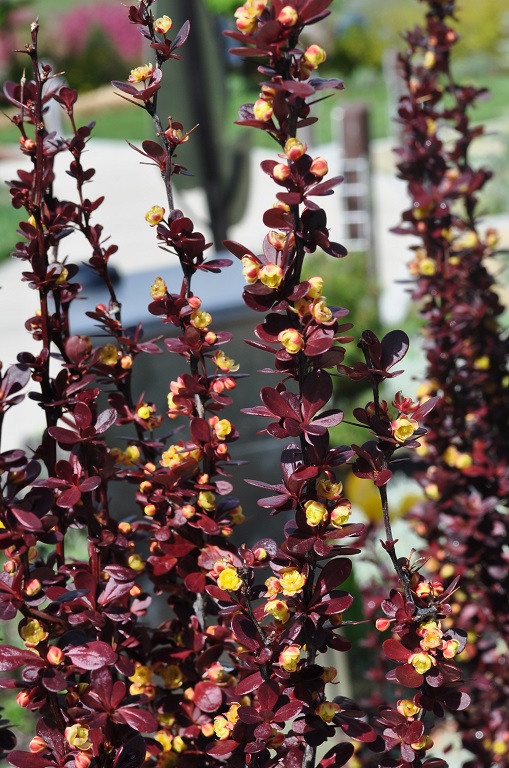 Helmond Pillar Japanese Barberry - Image 3
