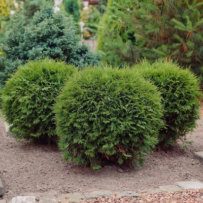 Hetz Midget Arborvitae - Image 2