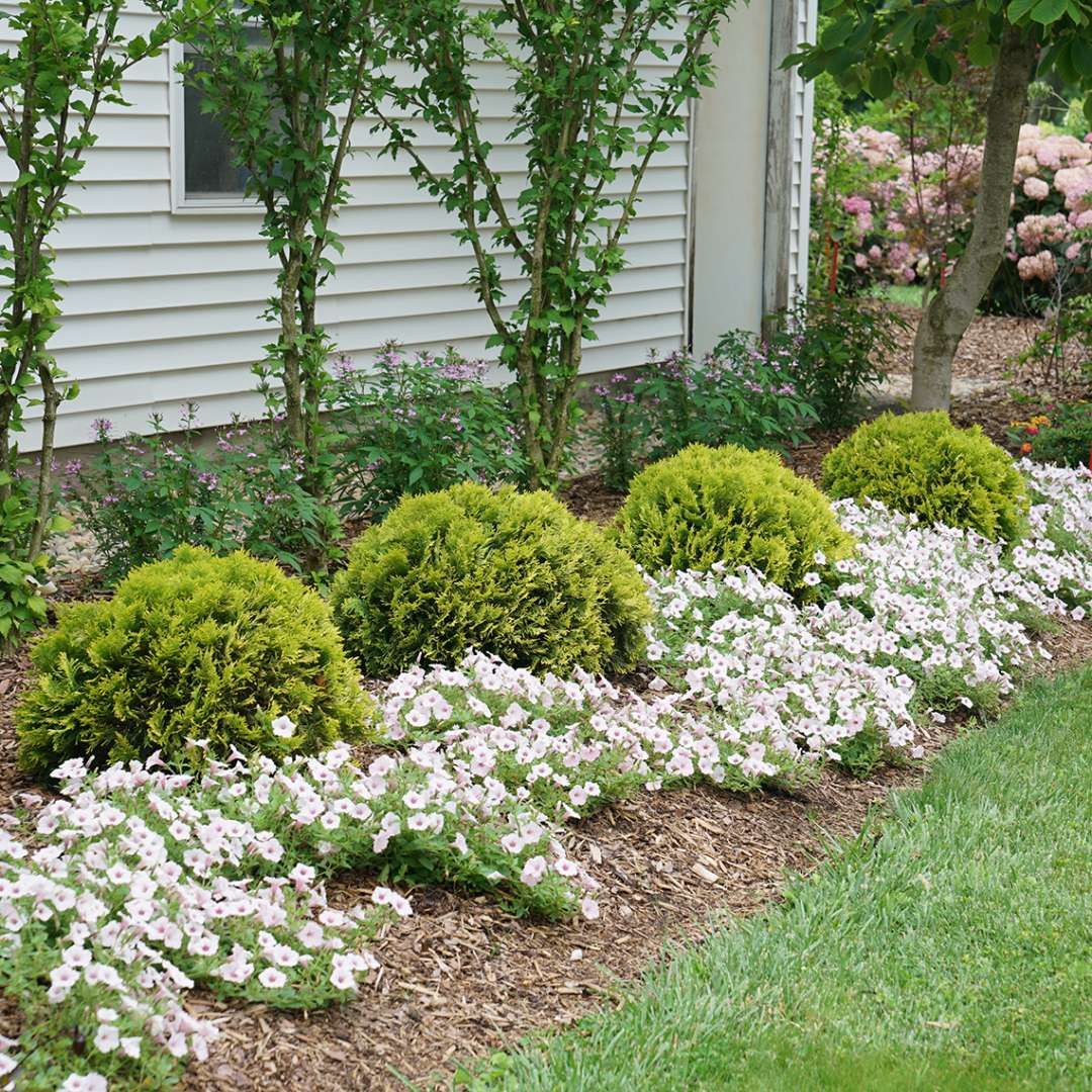Hetz Midget Arborvitae - Image 3
