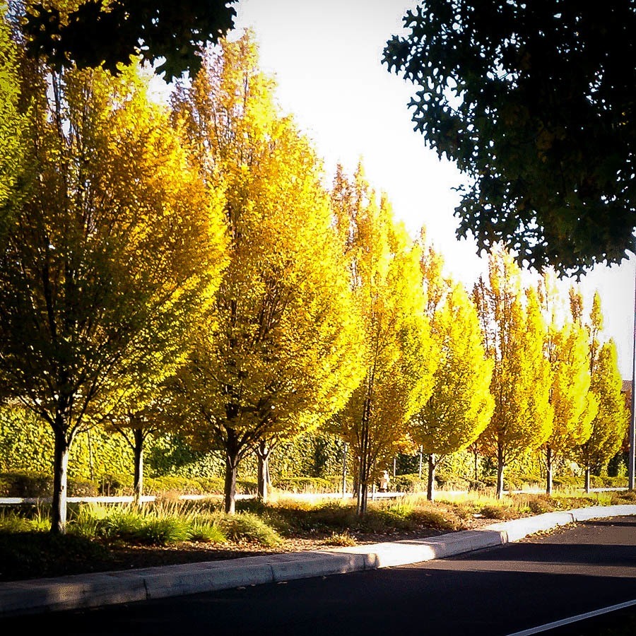 Highland Poplar - Image 2
