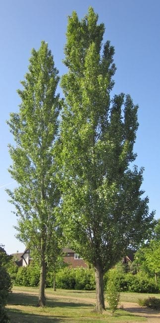Highland Poplar - Image 3