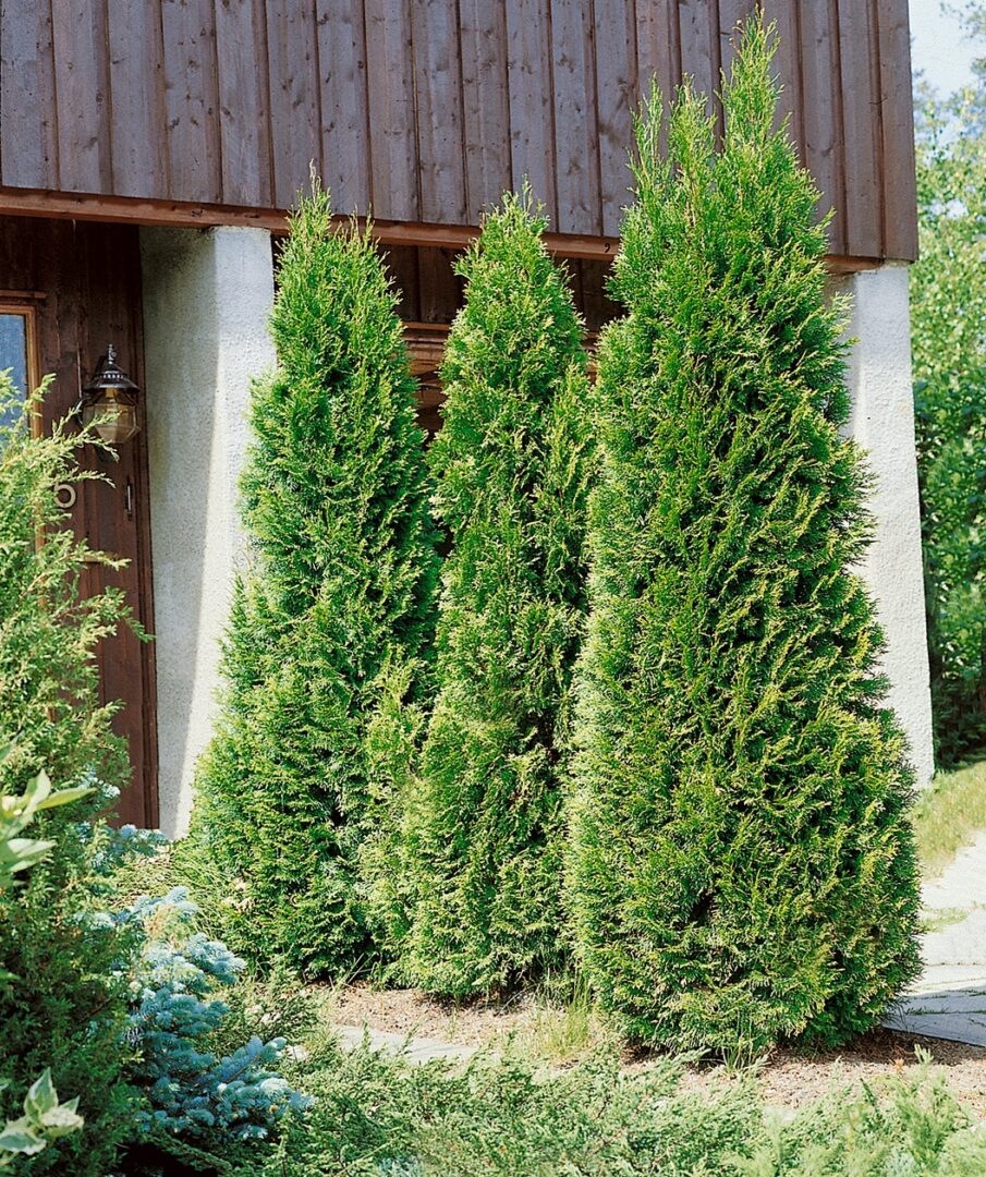 Holmstrup Arborvitae - Image 2