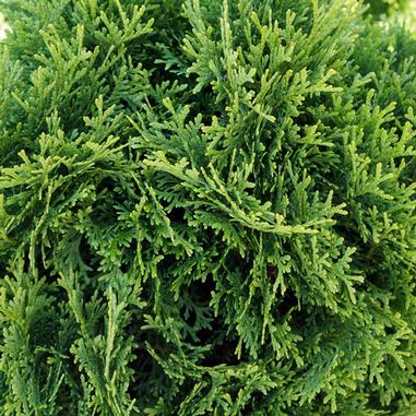 Holmstrup Arborvitae - Image 3