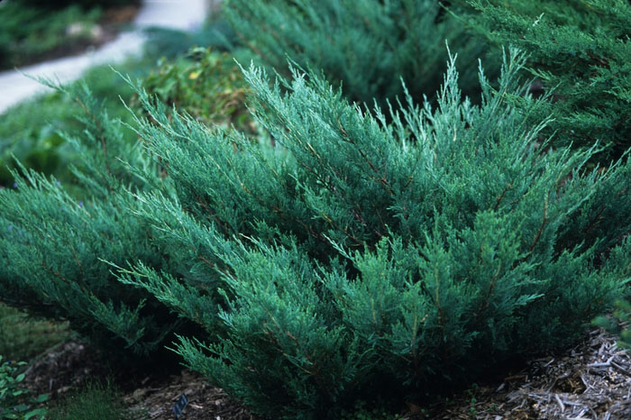 Hughes Juniper - Image 2