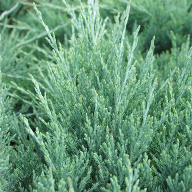 Hughes Juniper - Image 3