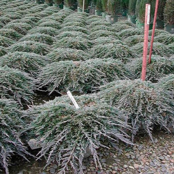 Icee Blue Juniper - Image 3