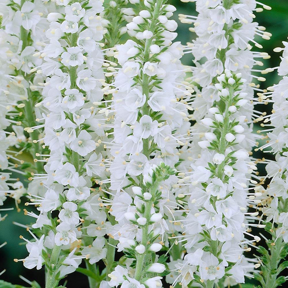 Icicle Speedwell - Image 3