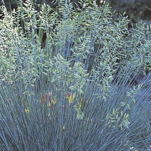 Idaho Fescue - Image 3