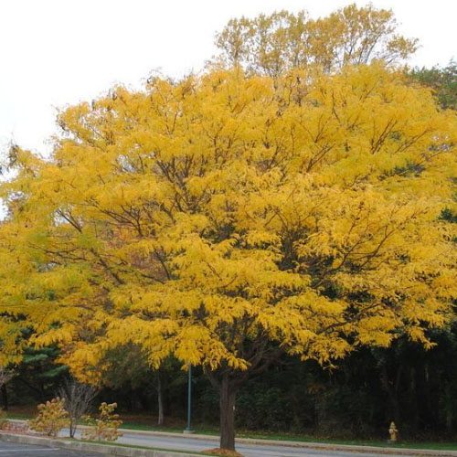 Imperial Honeylocust - Image 2