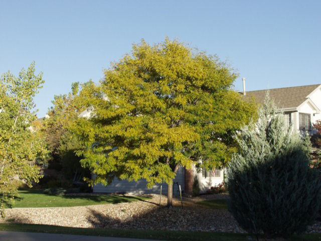 Imperial Honeylocust - Image 3
