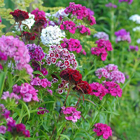 Indian Carpet Dianthus - Image 2