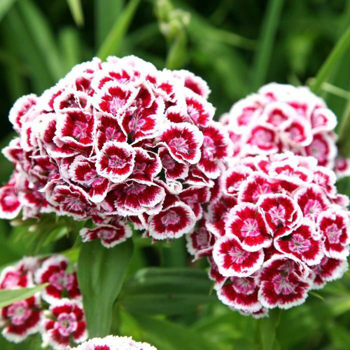 Indian Carpet Dianthus - Image 3