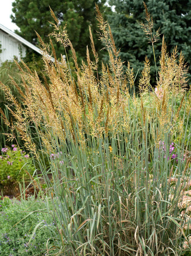 Indian Steel Indian Grass - Image 2
