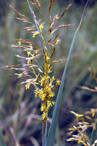 Indian Steel Indian Grass - Image 3