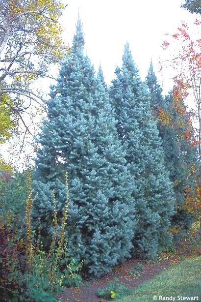 Iseli Fastigate Blue Spruce - Image 2