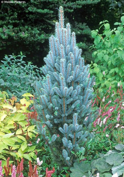 Iseli Fastigate Blue Spruce - Image 3