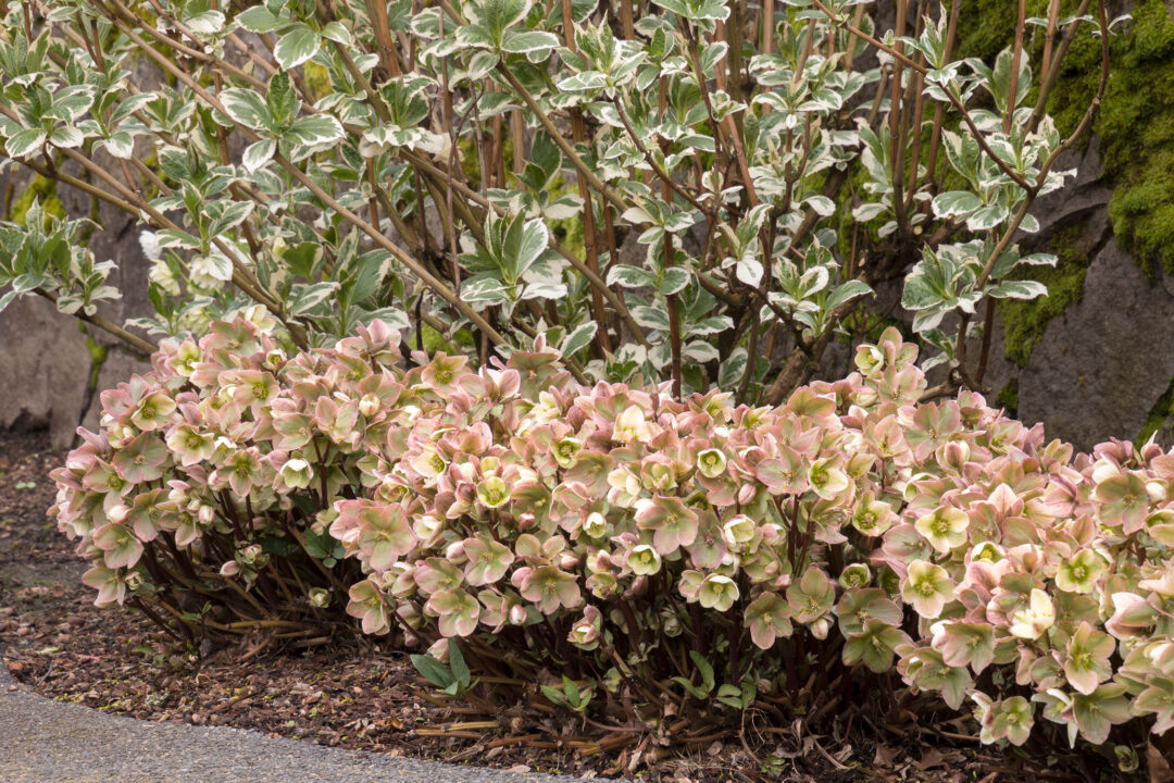 Ivory Prince Christmas Rose - Image 2