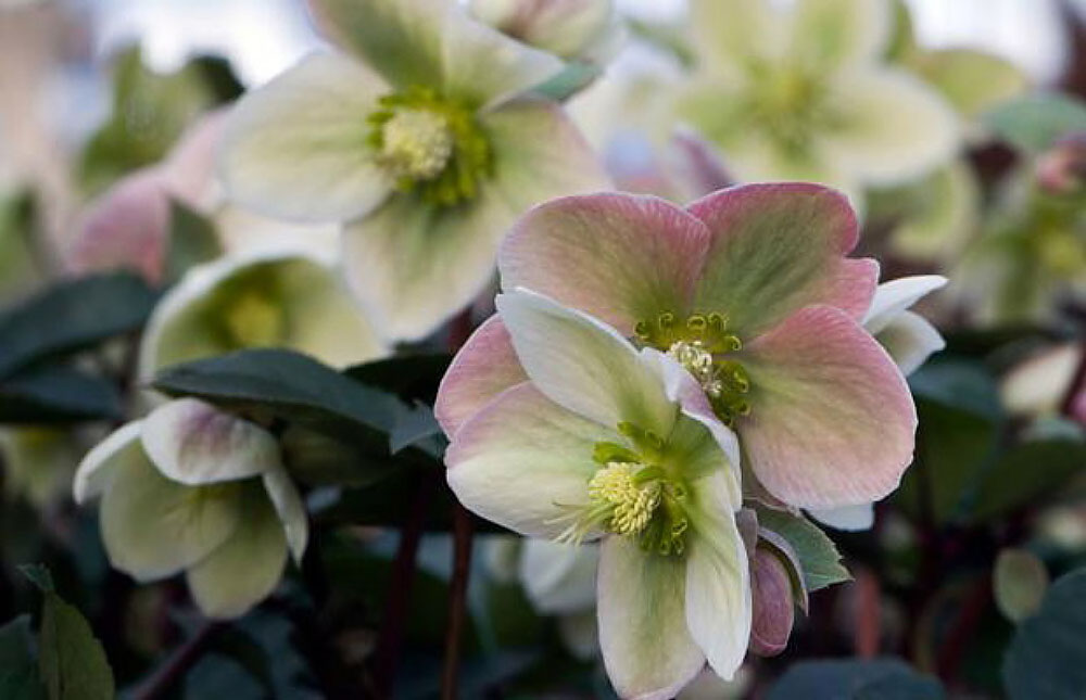 Ivory Prince Christmas Rose - Image 3