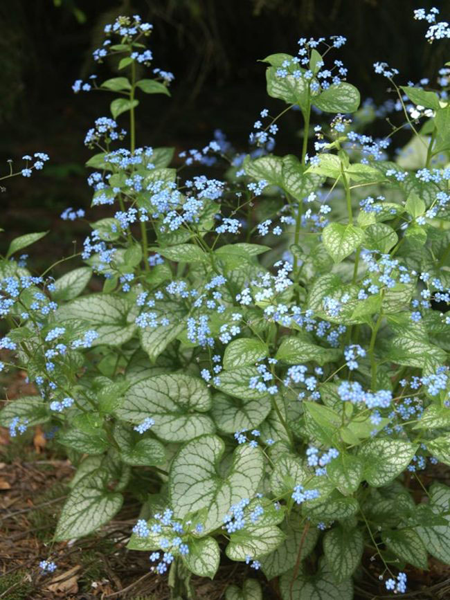 Jack Frost Siberian Bugloss - Image 2