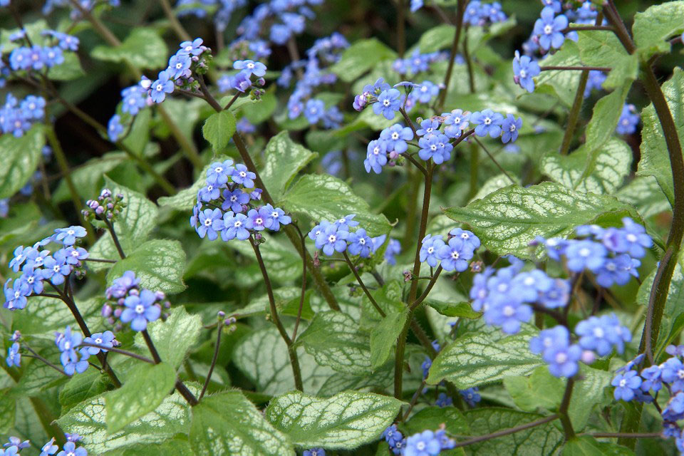 Jack Frost Siberian Bugloss - Image 3