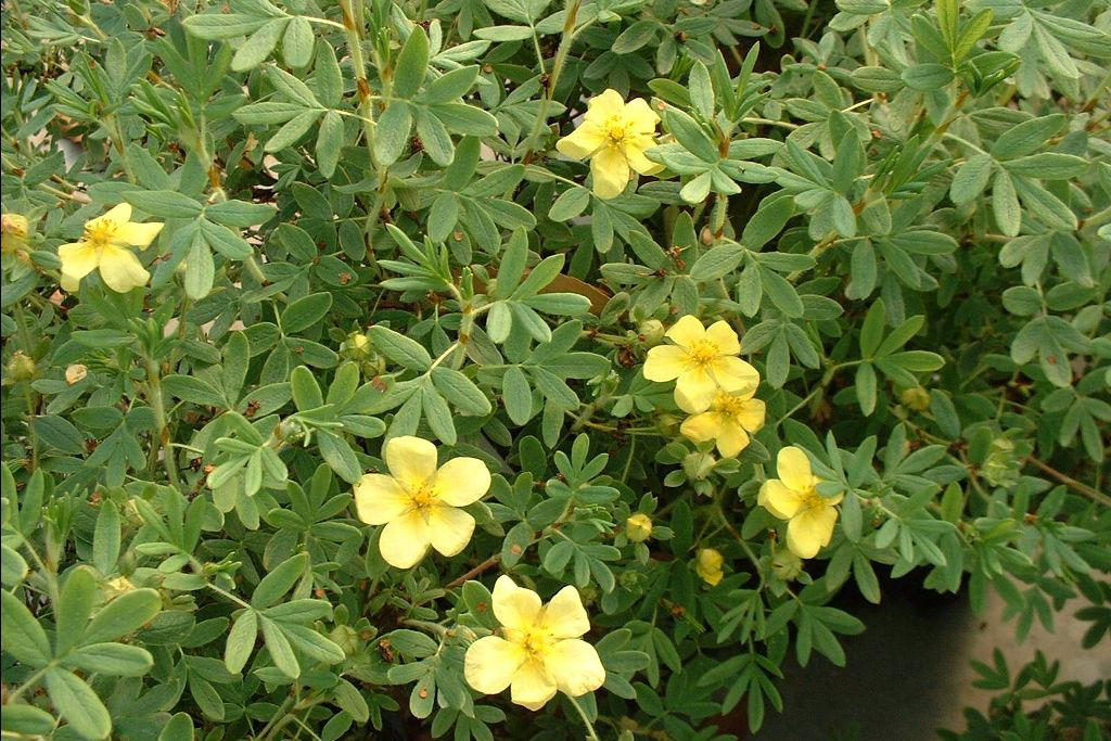 Jackman Potentilla - Image 2