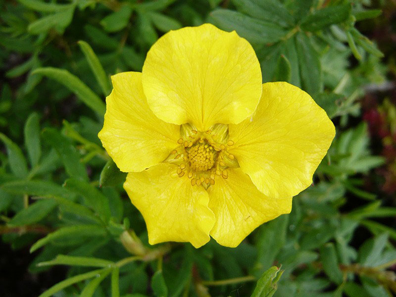 Jackman Potentilla - Image 3
