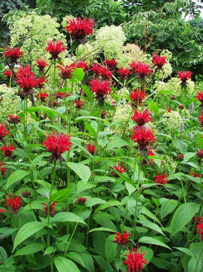 Jacob Cline Bee Balm - Image 2