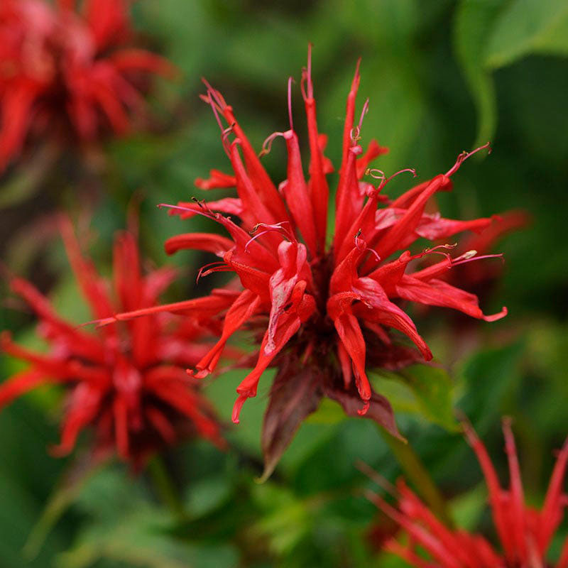 Jacob Cline Bee Balm - Image 3