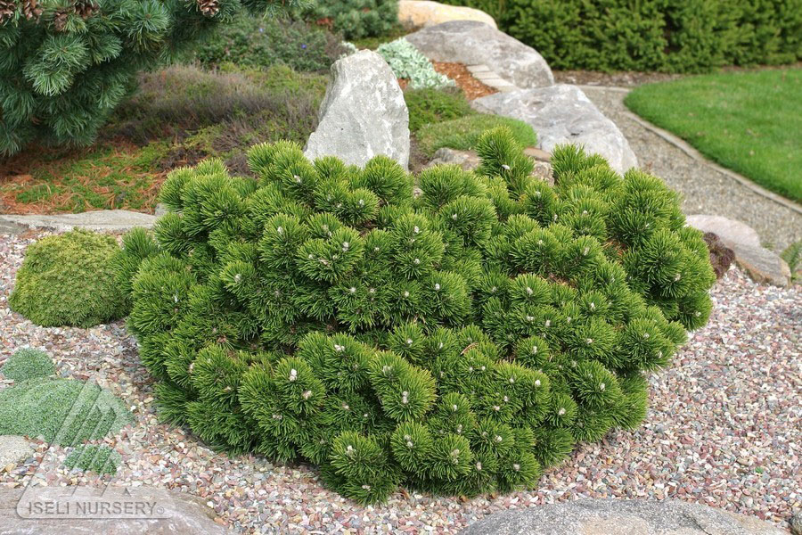 Jakobsen Mugo Pine - Image 2