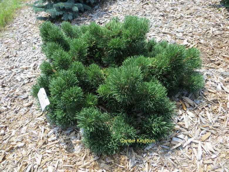 Jakobsen Mugo Pine - Image 3