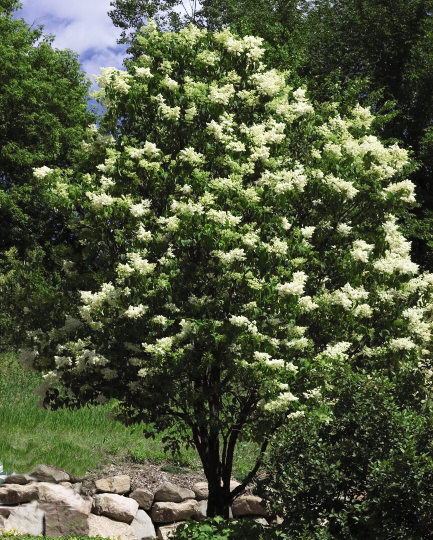 Japanese Tree Lilac - Image 2
