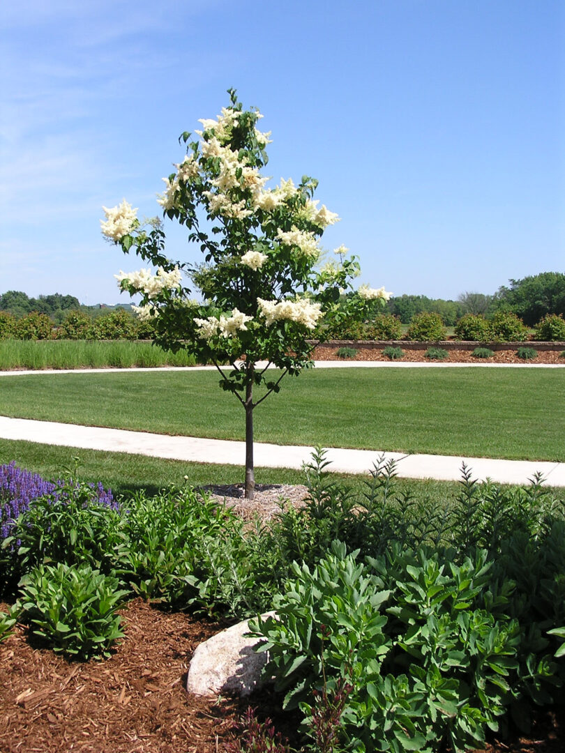 Japanese Tree Lilac - Image 3