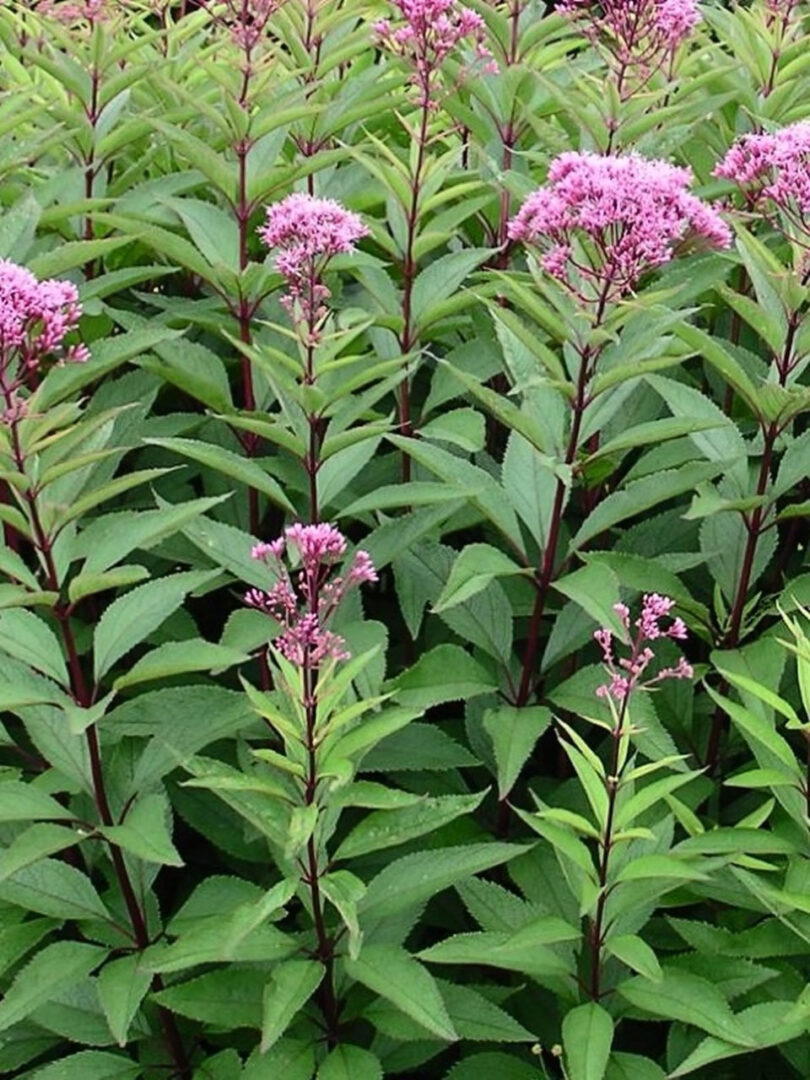 Joe Pye Weed - Image 2