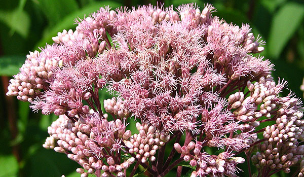 Joe Pye Weed - Image 3