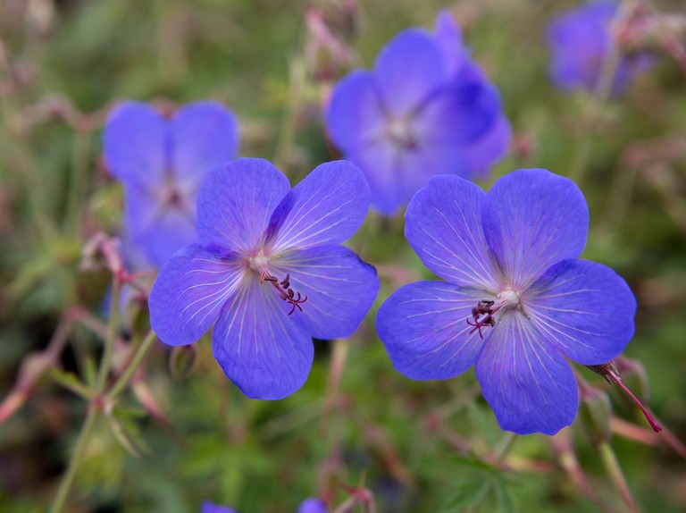 Johnson's Blue Cranesbill - Image 3