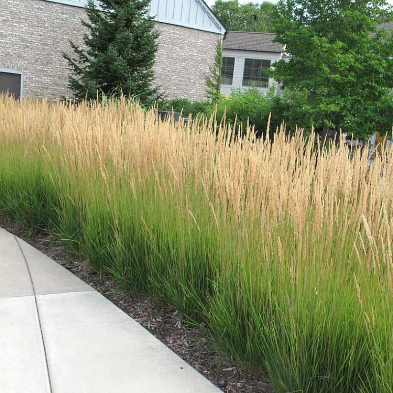 Karl Foerster Feather Reed Grass - Image 2