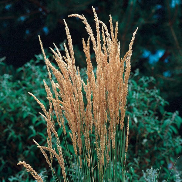 Karl Foerster Feather Reed Grass - Image 3