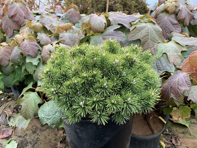 La Cabana Mugo Pine - Image 2