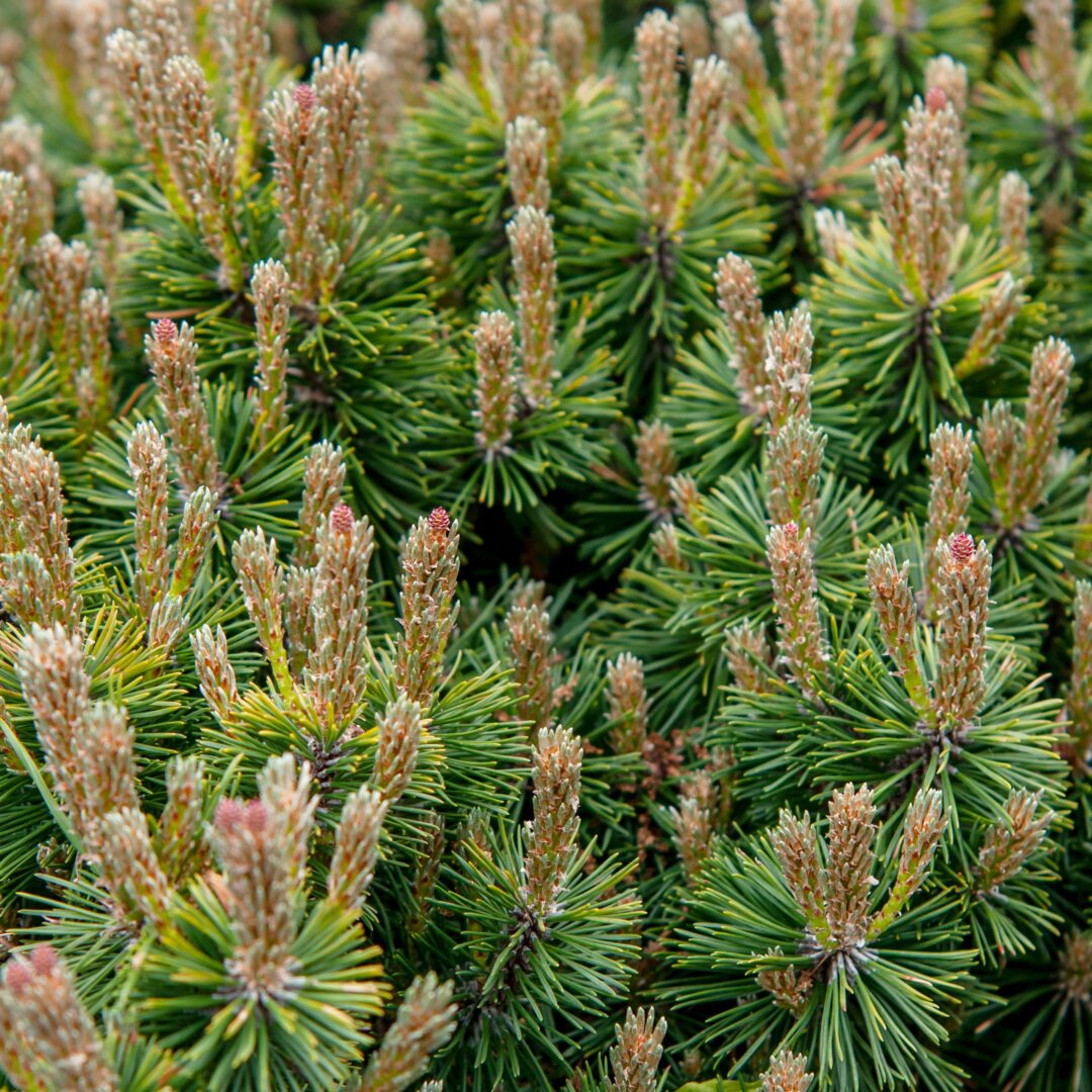 La Cabana Mugo Pine - Image 3