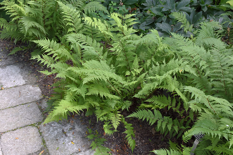 Lady in Red Fern - Image 2